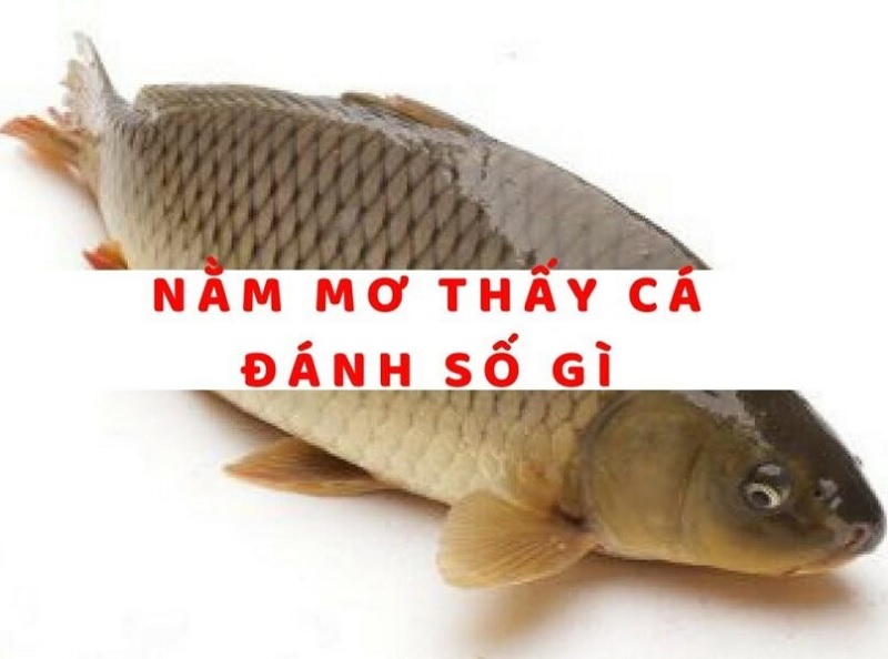 mơ thấy cá