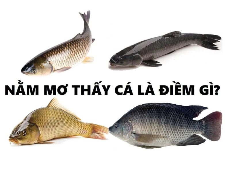 mơ thấy cá